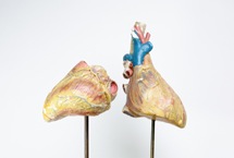 Modèle anatomique de coeur