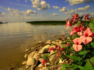 Fleurs sauvages sur les rives du Lac Ste-Anne, à l'ouest d'Edmonton,  2009 