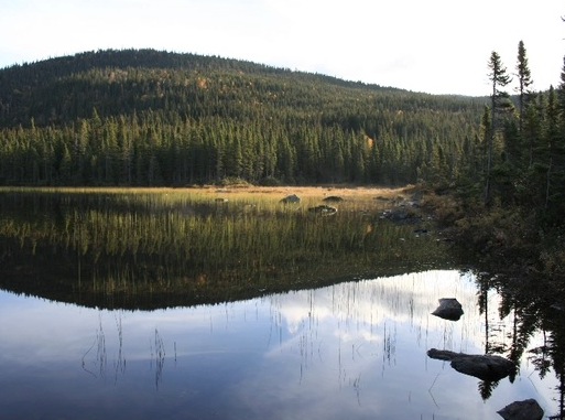 Caribou de la Gaspésie sur le mont Albert. © M. L'Italien/Parc national de la Gaspésie.